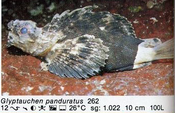 Glyptauchen panduratus